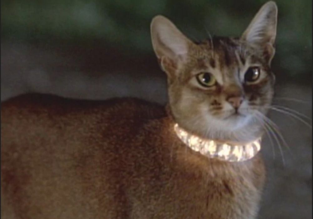 Jake, the cat from outer space