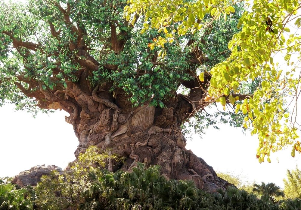 view of the Tree of Life at Animal Kingdom in Disney World