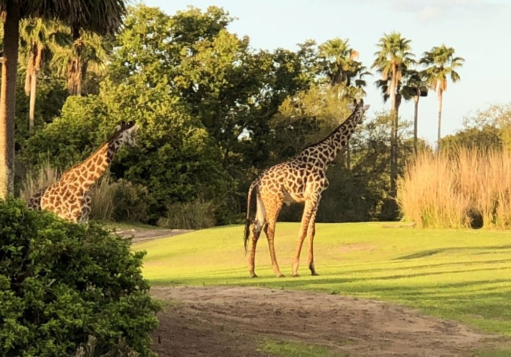 giraffes on the savanna at animal kingdom lodge