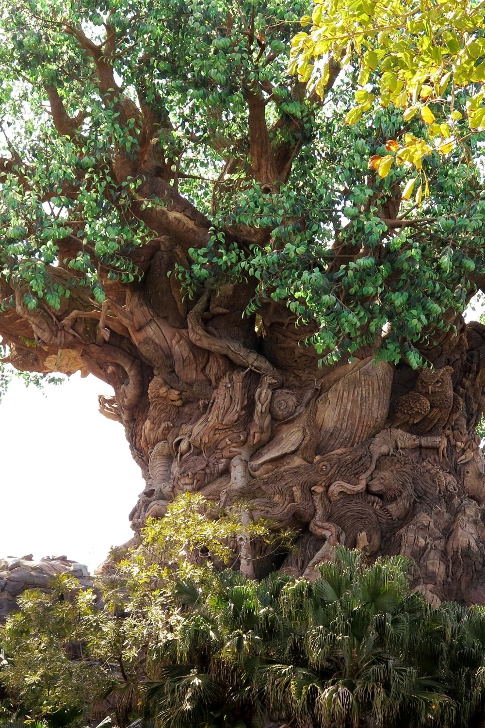 Tree of Life at Animal Kingdom in Disney World