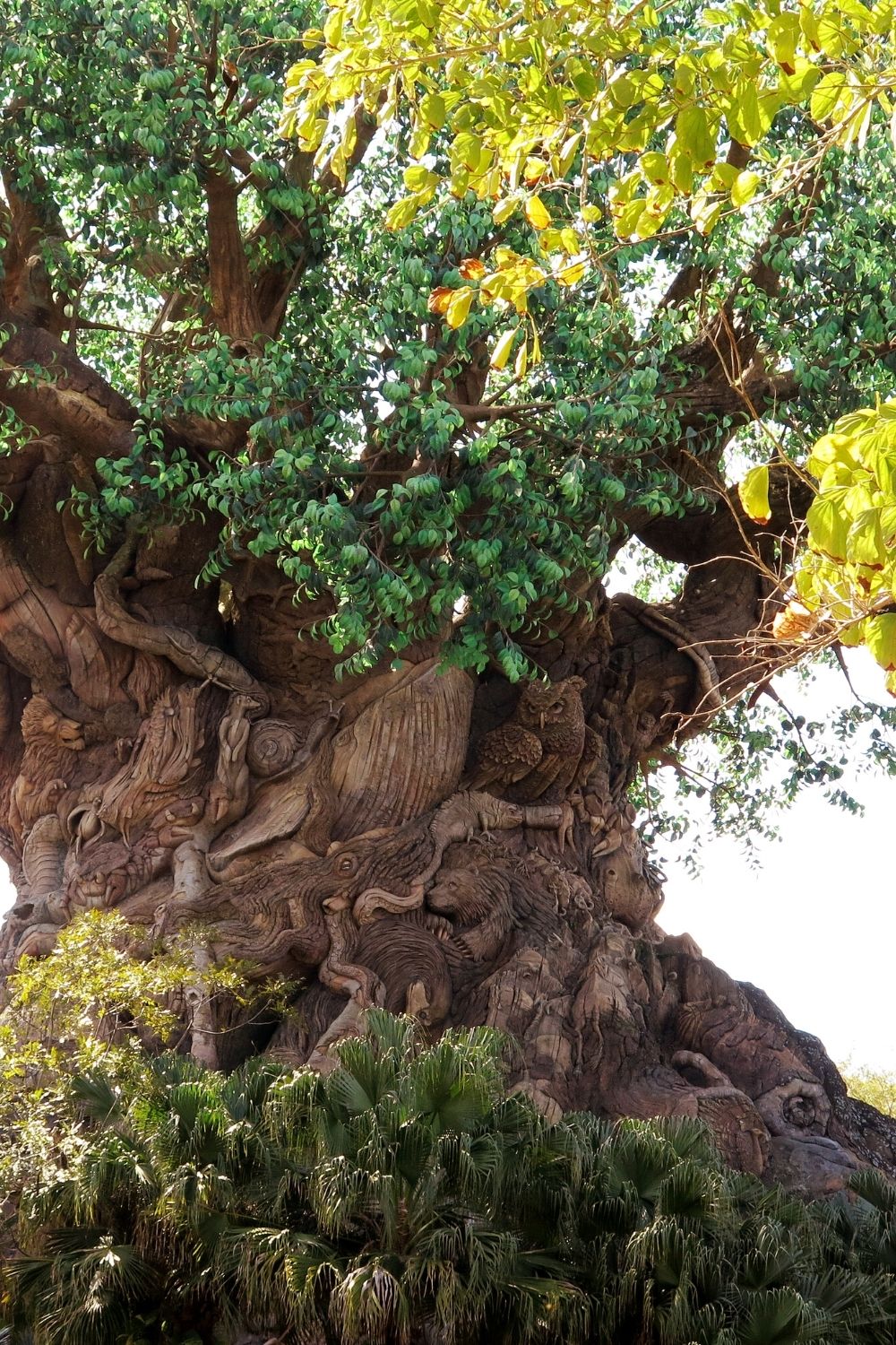 Tree of Life at Animal Kingdom