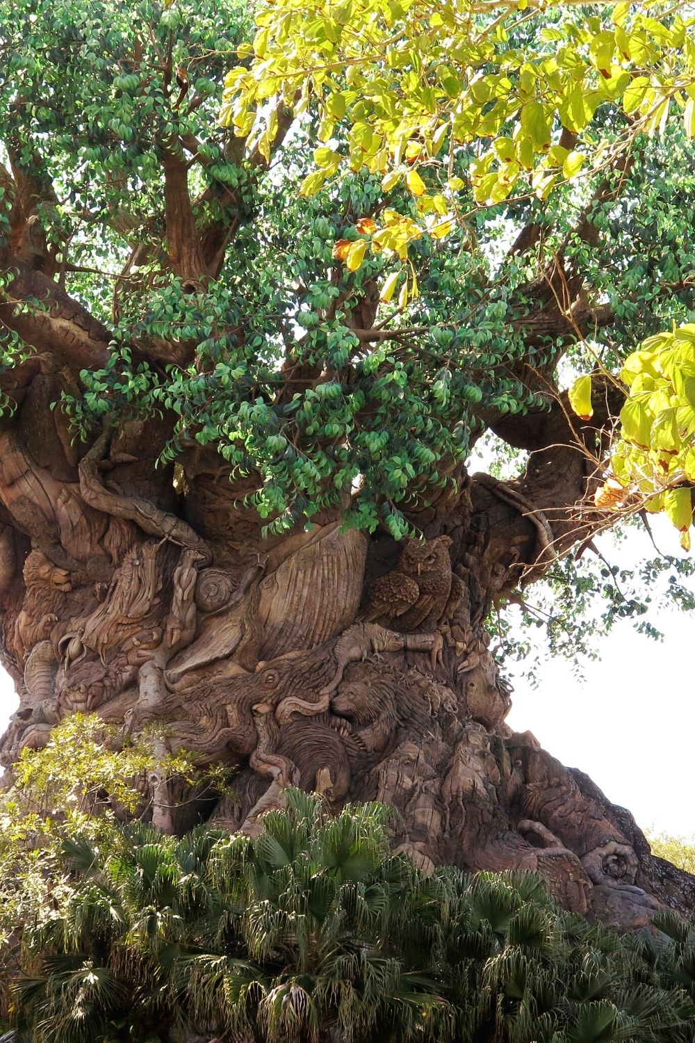 Tree of Life at DIsney's Animal Kingdom