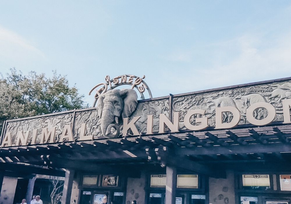 the main entrance of Animal Kingdom, which is not very far from the parking lot.