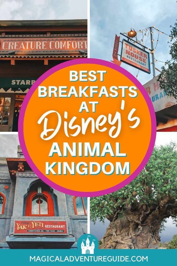 collage featuring the Tree of Life and three restaurants where you can enjoy breakfast at Animal Kingdom